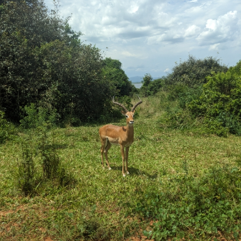 1 Full Day Akagera National Park Game drive 2