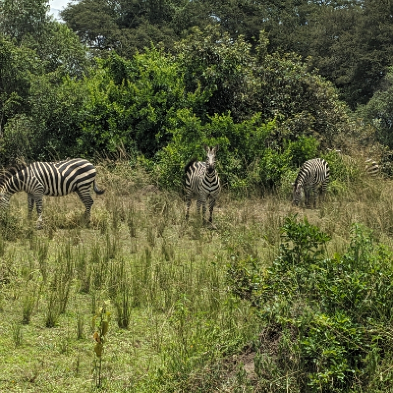 1 Full Day Akagera National Park Game drive 4