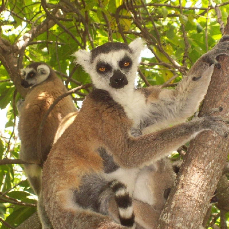 Ring tail lemurs Madagascar 1