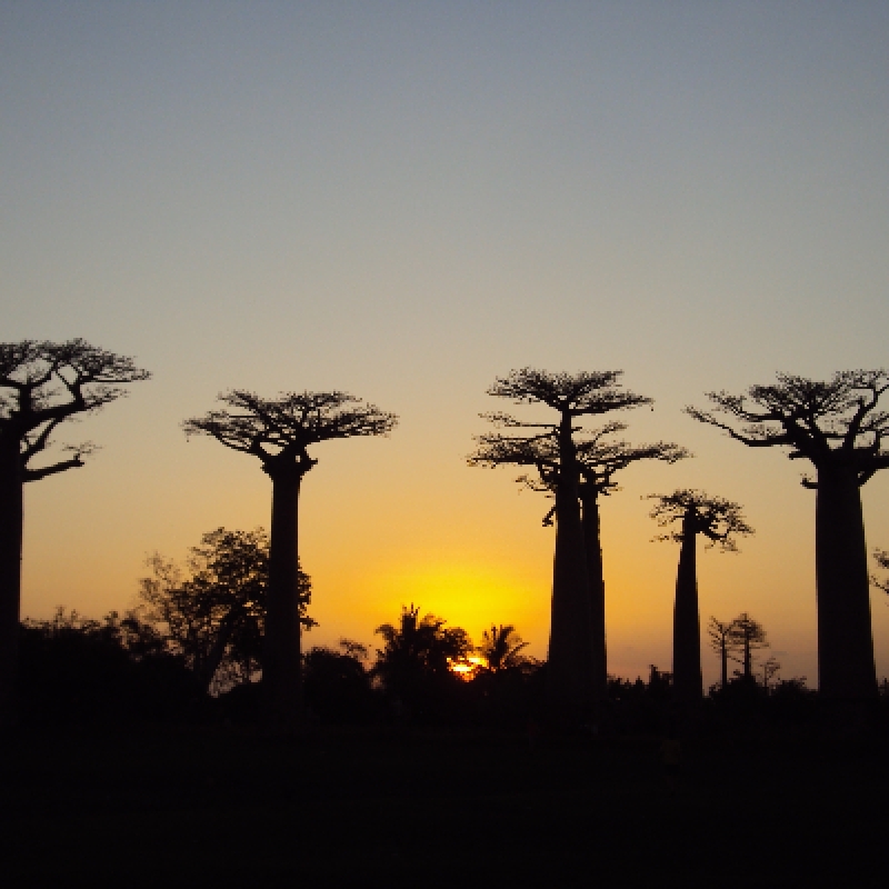 Discovery of the contrasting trees 1