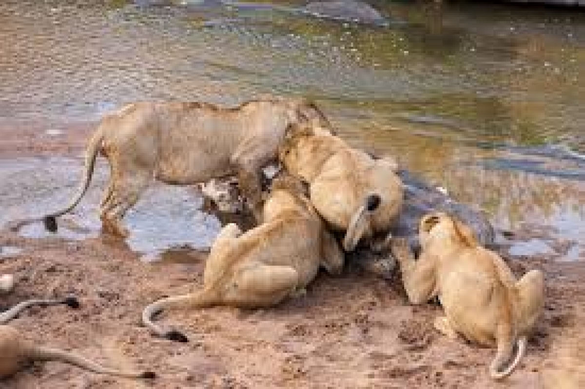 6 Days Samburu Frontier, Lake Nakuru Paradise & Masai Mara Wildlife Park 1