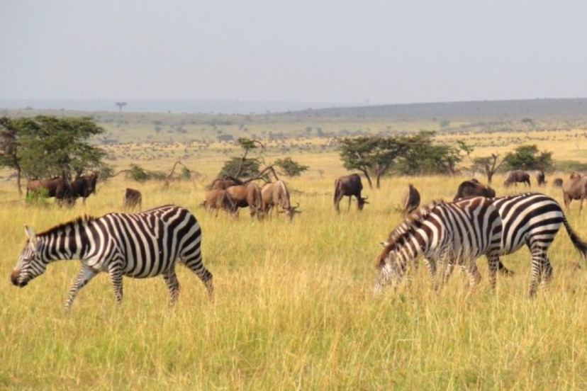 6 Days Samburu Frontier, Lake Nakuru Paradise & Masai Mara Wildlife Park 2