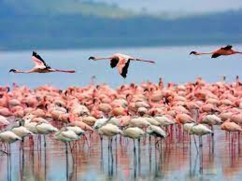 6 Days Samburu Frontier, Lake Nakuru Paradise & Masai Mara Wildlife Park 3