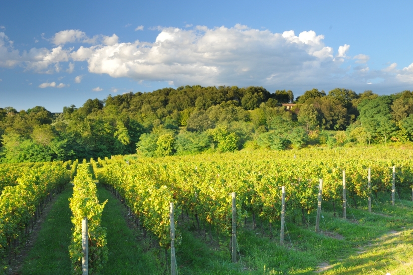 Brescia and Franciacorta Winery Area. Cultural and Wine Tasting Small Group Tour 4