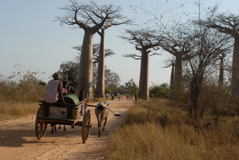 Madagascar discovery and splendour 2