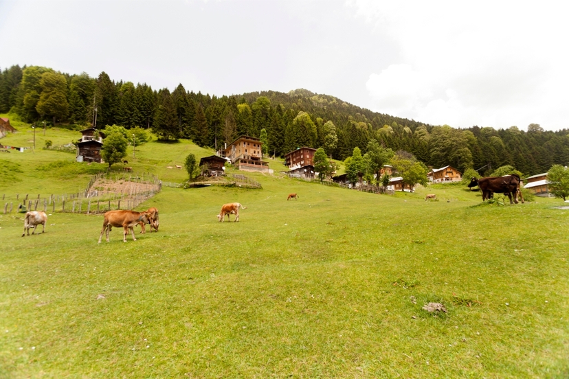 19 Day Istanbul and Black Sea Trabzon Package Tour 3