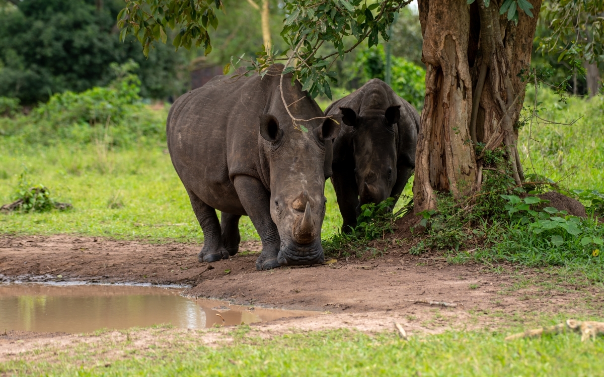 3-Day Murchison Falls Tour 1