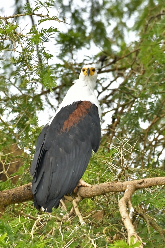 3-Day Murchison Falls Tour 3