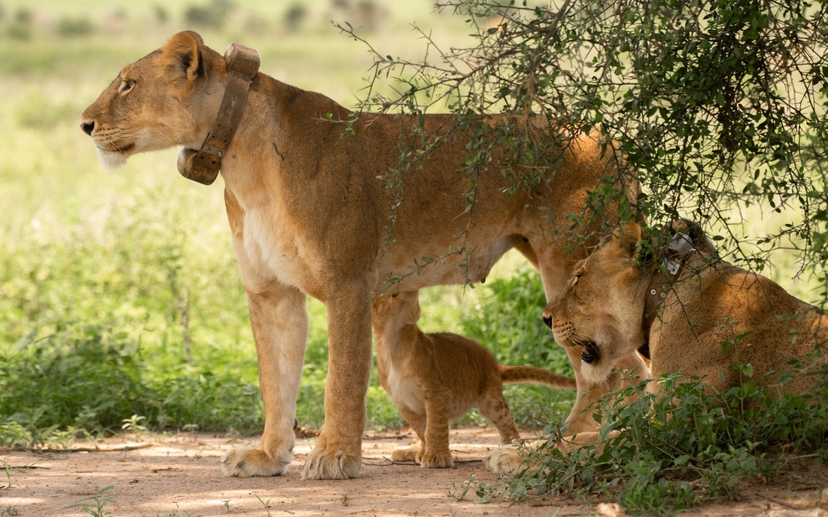 3-Day Murchison Falls Tour 4