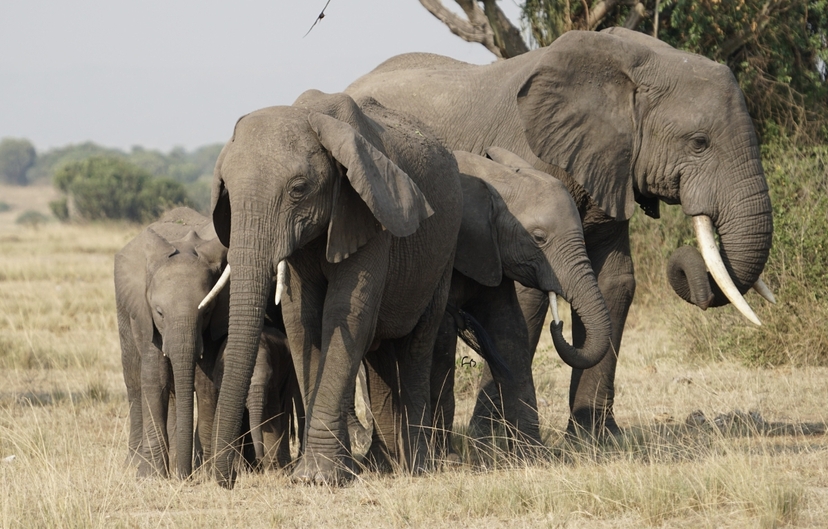 13-Day Uganda Wildlife and Gorilla Trekking Safari 2