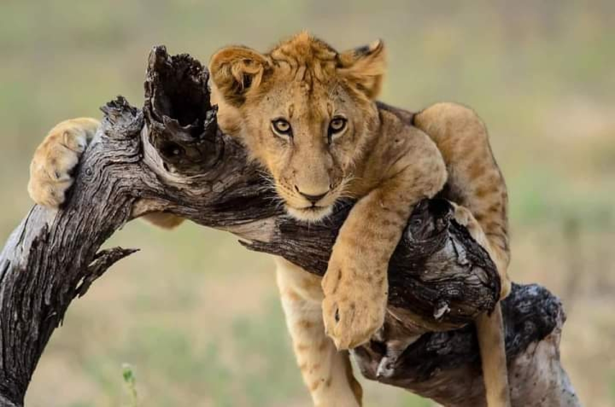 6-Day Gorillas, Chimpanzee, and Wildlife Safari 1