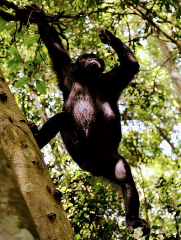 6-Day Gorillas, Chimpanzee, and Wildlife Safari 2