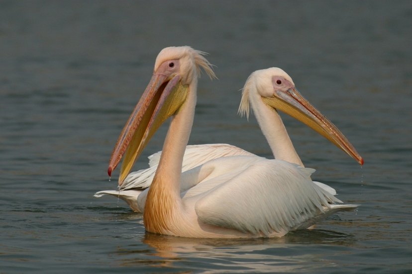 Uganda Birding Tour 7 Days Ziwa Rhino Nile Delta Murchison Falls Safari 4