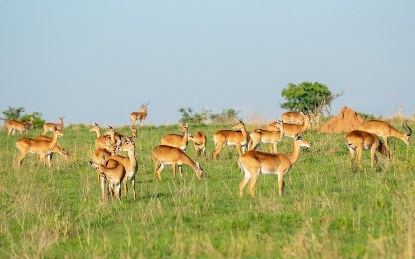 3-Day Ultimate Big Five Safari - Murchison Falls & Rhinos 2