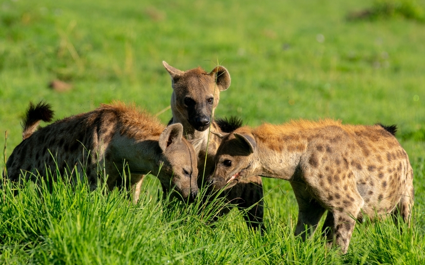3-Day Ultimate Big Five Safari - Murchison Falls & Rhinos 3