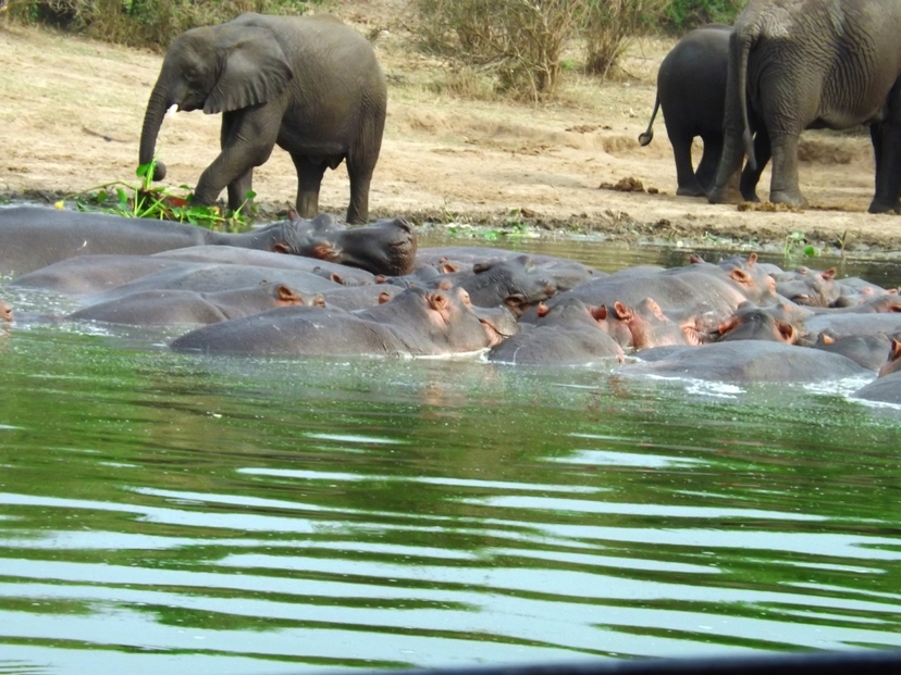 11- Day Gorillas, Chimps and Wildlife Uganda Safari 4