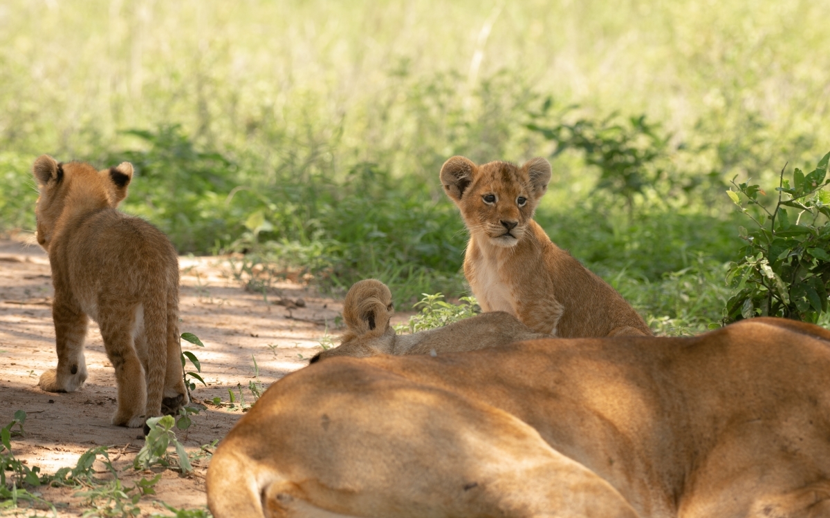 12-Day Explore Uganda and Gorillas Midrange Safari 1