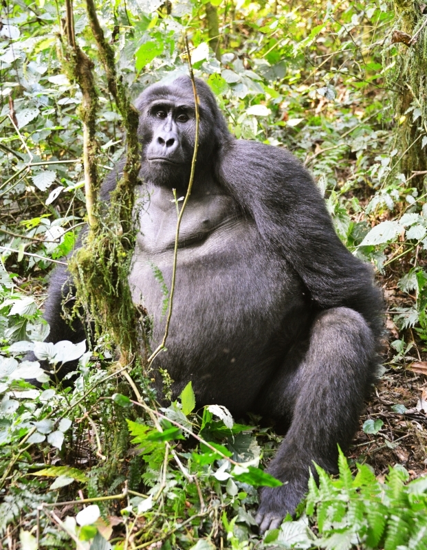 12-Day Explore Uganda and Gorillas Midrange Safari 3