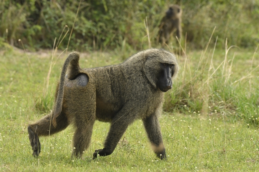 12-Day Explore Uganda and Gorillas Midrange Safari 4