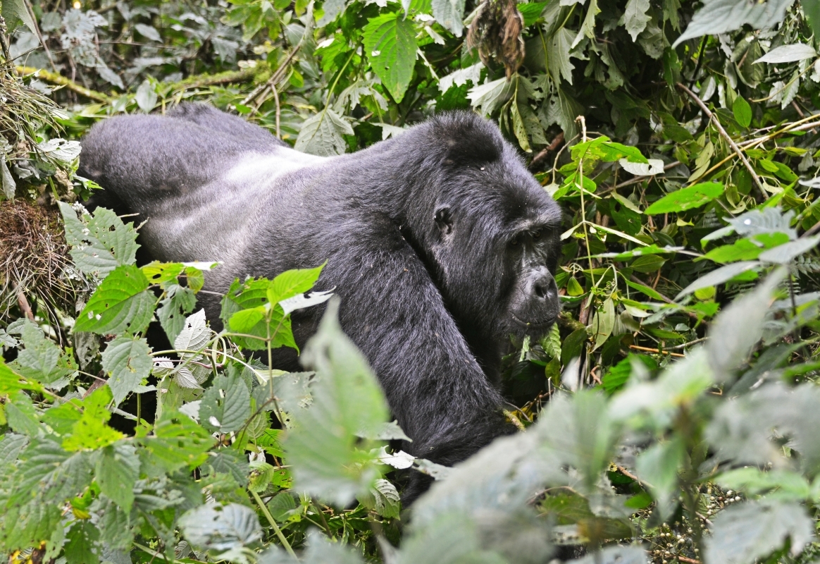 6-Day Big Five Combo, Chimps and Murchison Falls 1