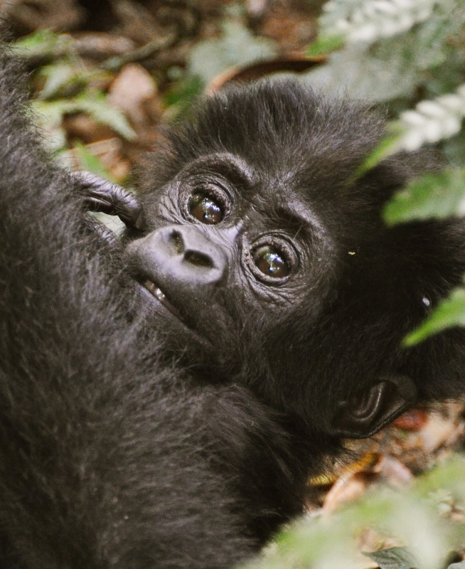 6-Day Big Five Combo, Chimps and Murchison Falls 4