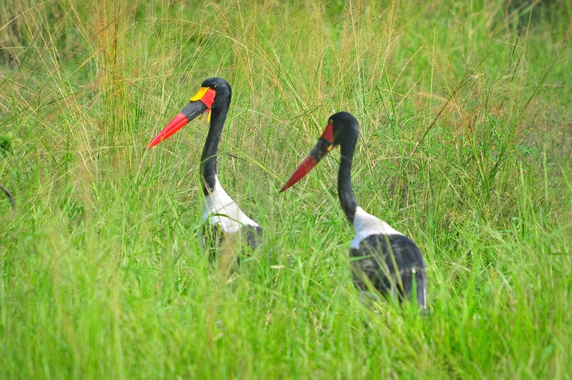 5-day Big 5 Kidepo Valley NP 2