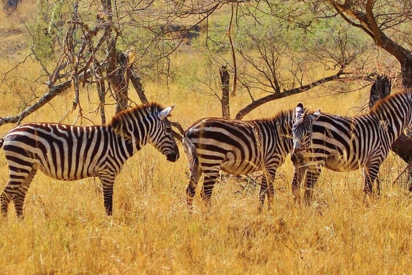 6-Day Jinja, Sipi and Kidepo Valley National Park Safari 4