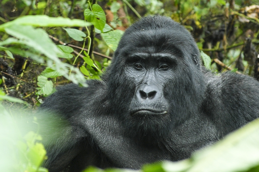 3-day Gorilla Habituation Safari 4