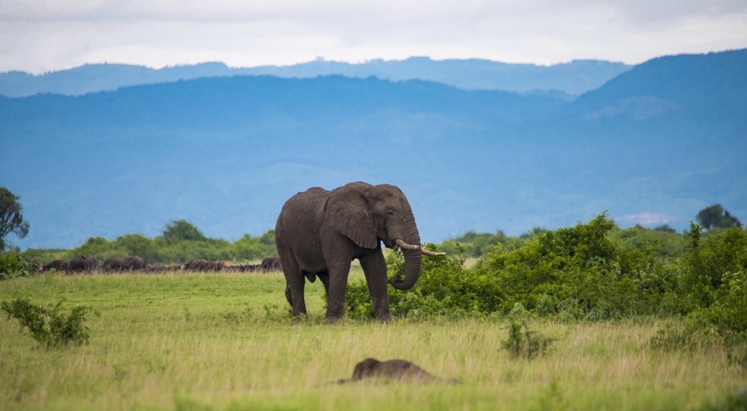 9-Day Exploring Uganda and Gorilla Trek 2