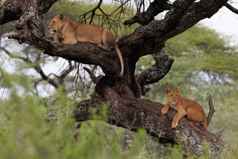 9-Day Exploring Uganda and Gorilla Trek 3
