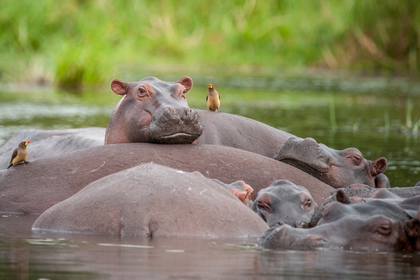 9-Day Exploring Uganda and Gorilla Trek 4