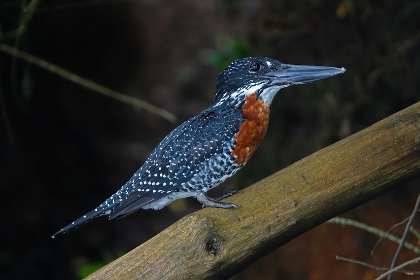 3day Kidepo Valley National Park Tour 3
