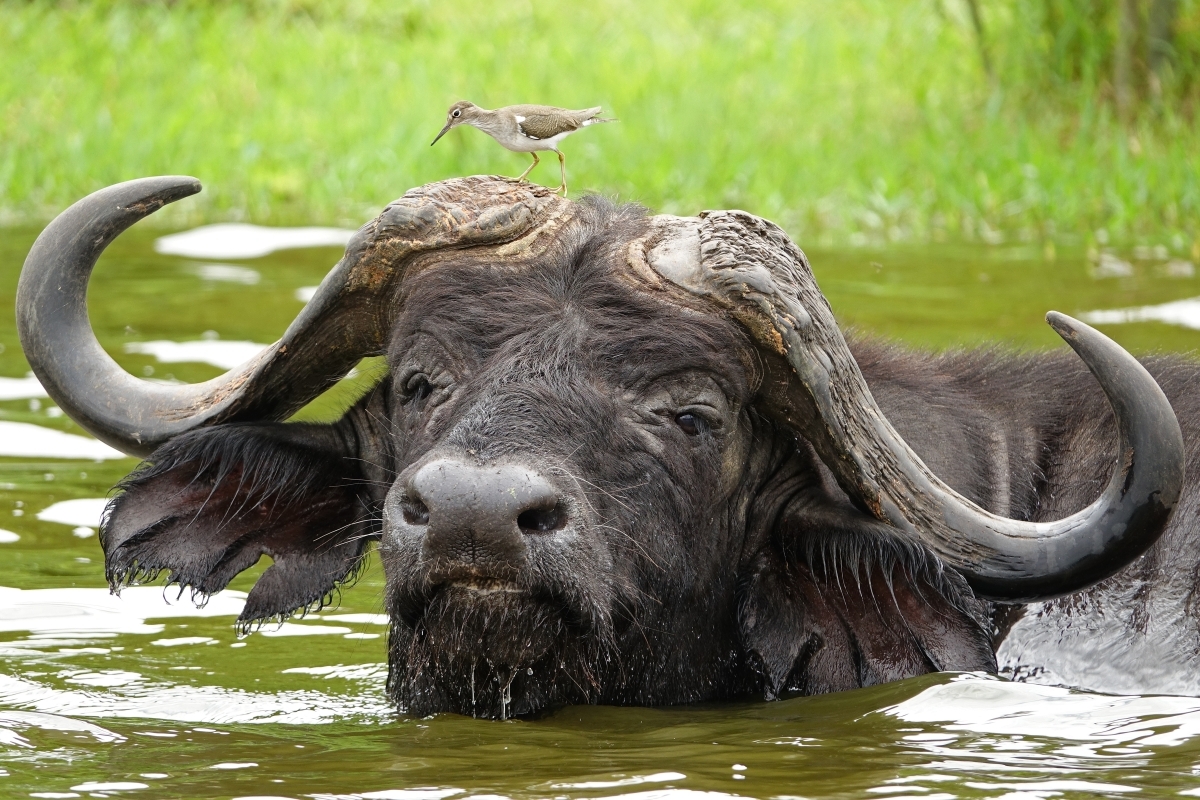 8-Day Birding with Chimps, Gorillas and Wildlife 1