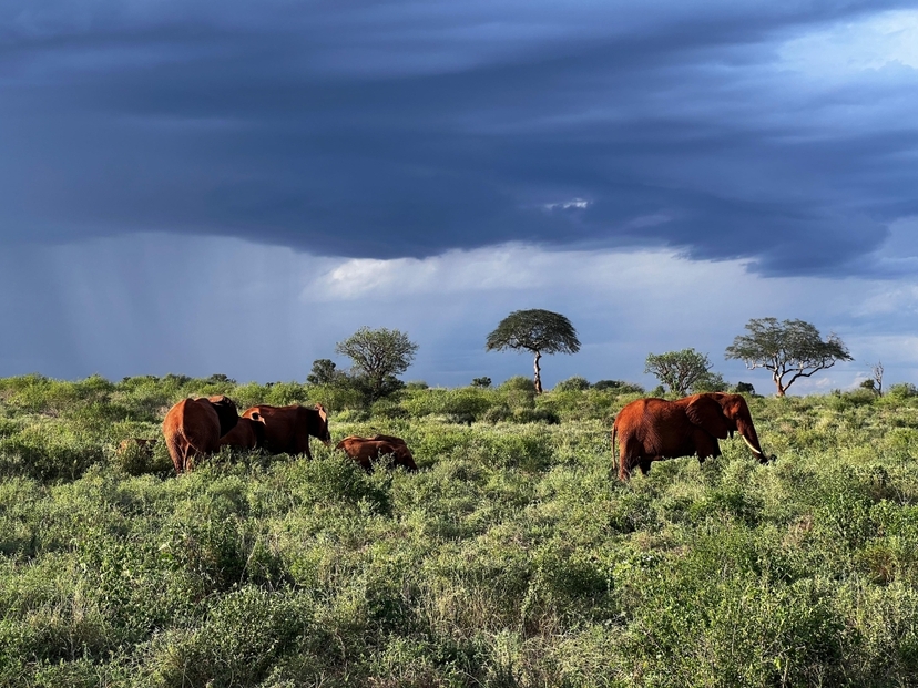 8-Day Birding with Chimps, Gorillas and Wildlife 3