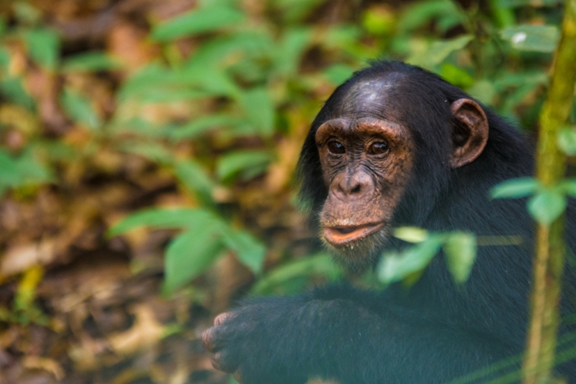 8-Day Birding with Chimps, Gorillas and Wildlife 4