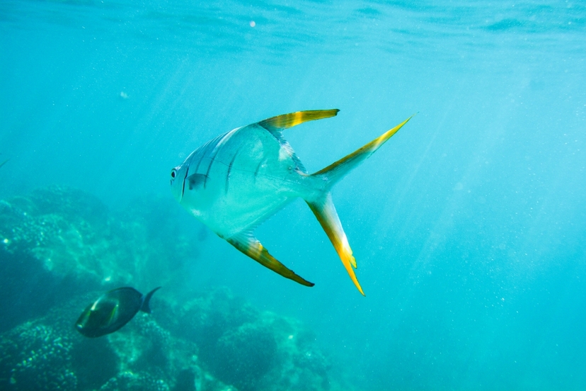 Guided Cabo Snorkel Tours 4