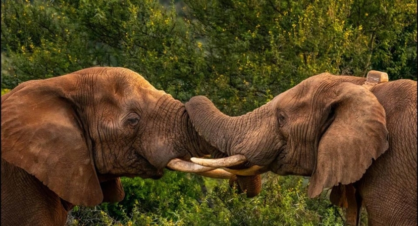 South Africa: Addo Elephant National Park Half Day Safari 2