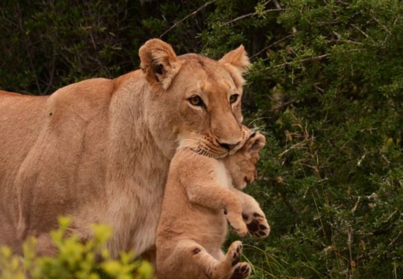 South Africa: Addo Elephant National Park Half Day Safari 4
