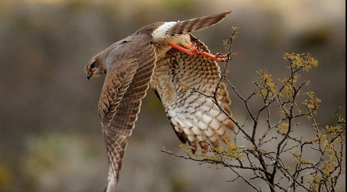 South Africa: 3 Day Addo Elephant National Park Safari 1