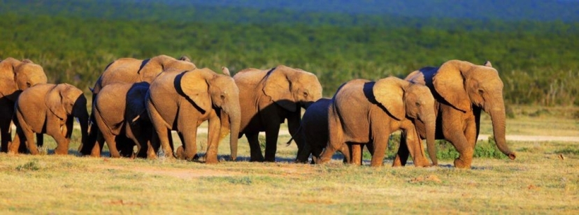 South Africa: 3 Day Addo Elephant National Park Safari 4