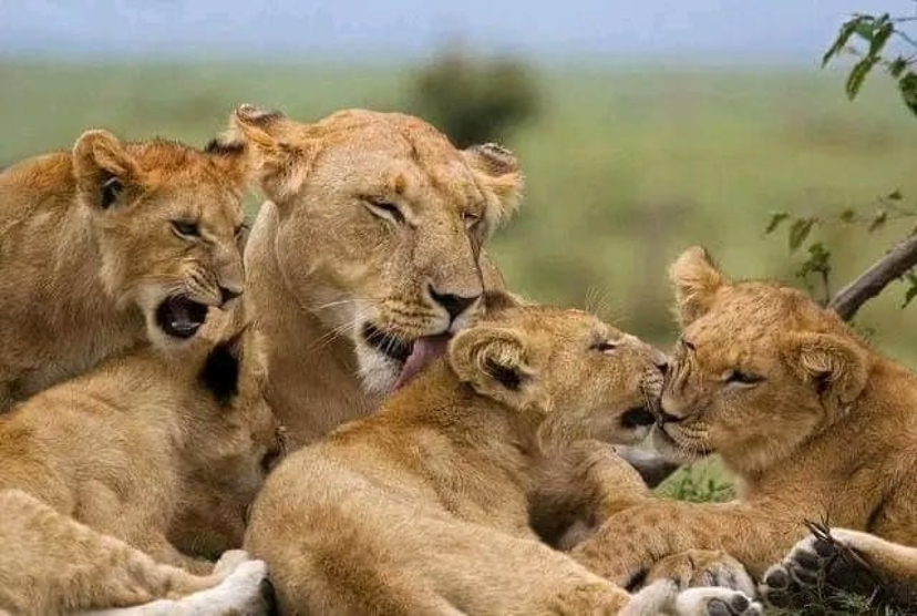 South Africa: 3 Day Addo Elephant National Park Safari 2