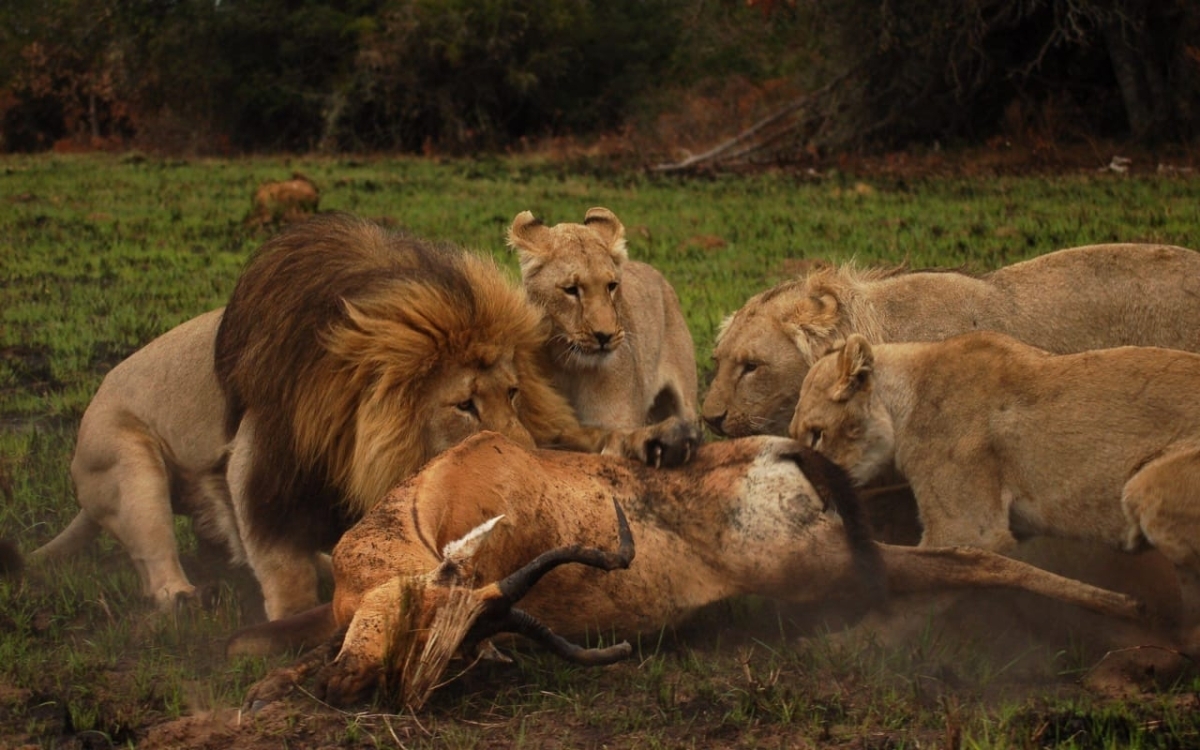 Schotia Safari Day Tour from Port Elizabeth | Big 5 Experience 1