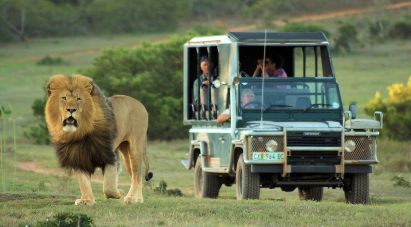Schotia Safari Day Tour from Port Elizabeth | Big 5 Experience 2
