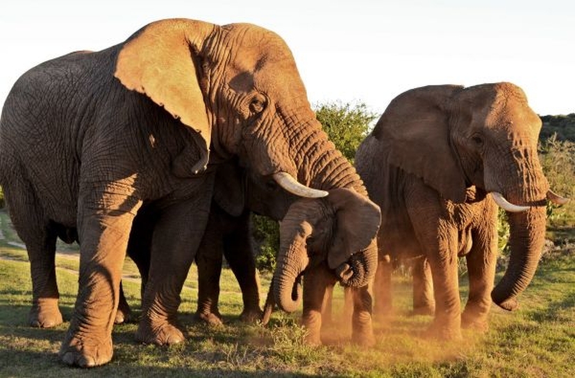 Schotia Safari Day Tour from Port Elizabeth | Big 5 Experience 4