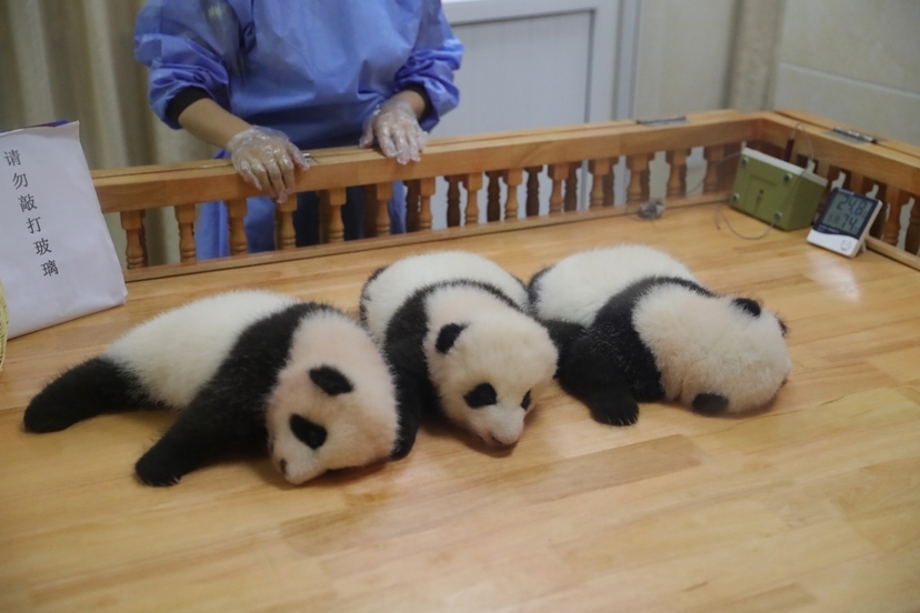 A One-Day Volunteer Experience at the Dujiangyan Panda base 4