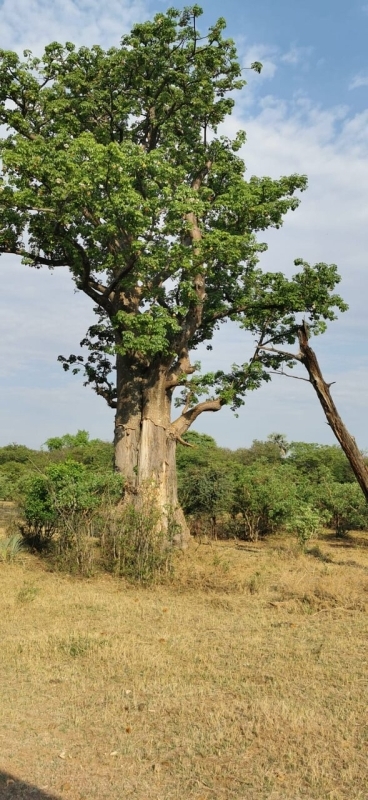 Rhino Walking Safari 4