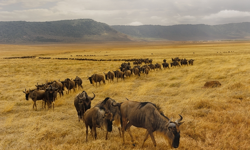 6 Days Tarangire Serengeti and Ngorongoro Crater 2