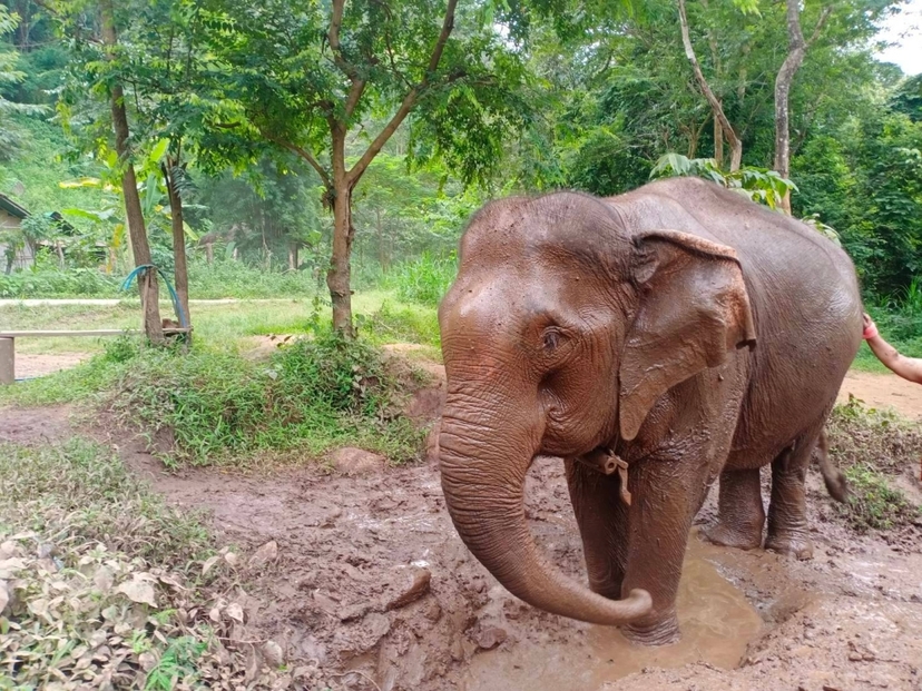 Halfday Phuket Elephant Sanctuary 2