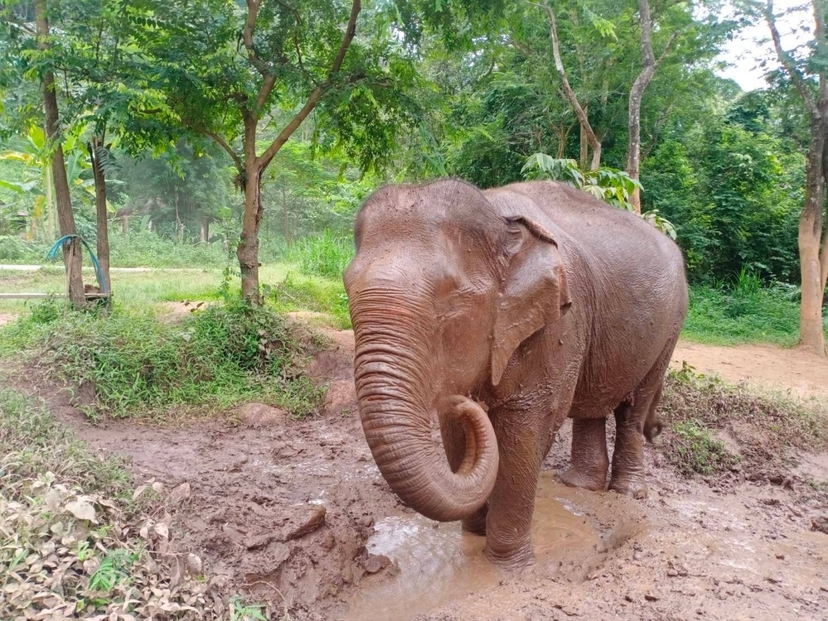 Halfday Phuket Elephant Sanctuary 3