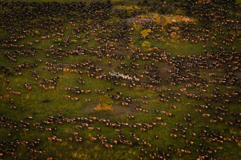 Tanzania Migration Safari 3